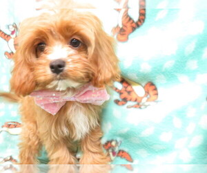 Cavapoo Puppy for sale in HARTVILLE, MO, USA