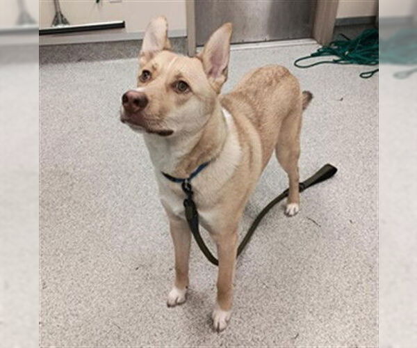 Medium Photo #3 Siberian Husky-Unknown Mix Puppy For Sale in Elk Grove, CA, USA