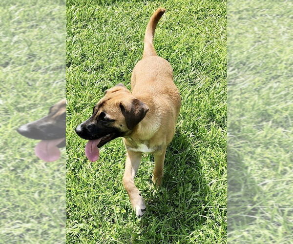Medium Photo #4 Black Mouth Cur-Unknown Mix Puppy For Sale in Brewster, NY, USA