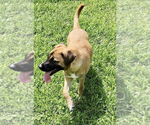 Small #3 Black Mouth Cur Mix