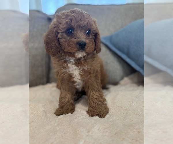 Medium Photo #1 Cavapoo (Toy) Puppy For Sale in FORT WORTH, TX, USA