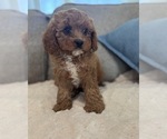 Small Cavapoo (Toy)