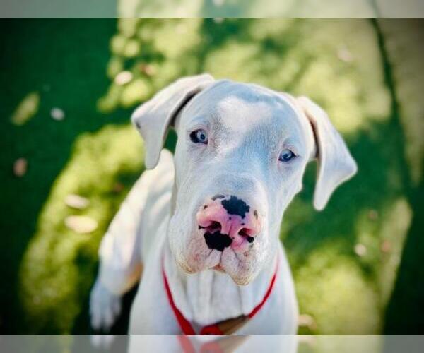 Medium Photo #1 Great Dane Puppy For Sale in Orlando, FL, USA