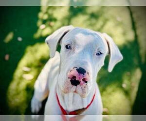 Great Dane Dogs for adoption in Orlando, FL, USA