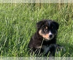 Small Photo #28 Miniature Australian Shepherd Puppy For Sale in BETHANY, IL, USA
