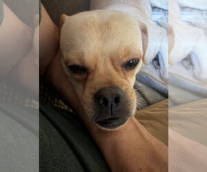 Boo - Male Chug Dog for Adoption - Photo #5