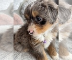 Small Photo #4 Bernedoodle (Miniature) Puppy For Sale in LAWRENCE, MI, USA