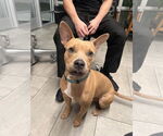 Small #1 Mutt