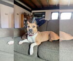 Small #1 American Pit Bull Terrier