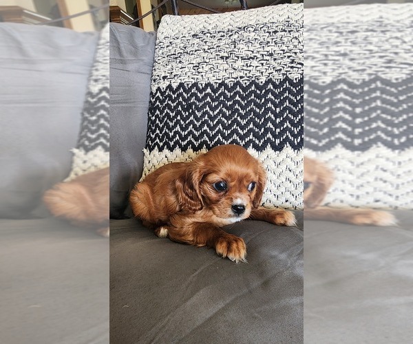 Medium Photo #9 Cavalier King Charles Spaniel Puppy For Sale in GREENWOOD, WI, USA
