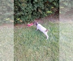 Small Photo #7 German Shorthaired Pointer Puppy For Sale in COSHOCTON, OH, USA