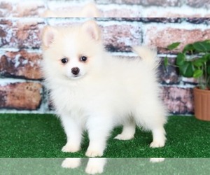 Pomeranian Puppy for sale in BEL AIR, MD, USA