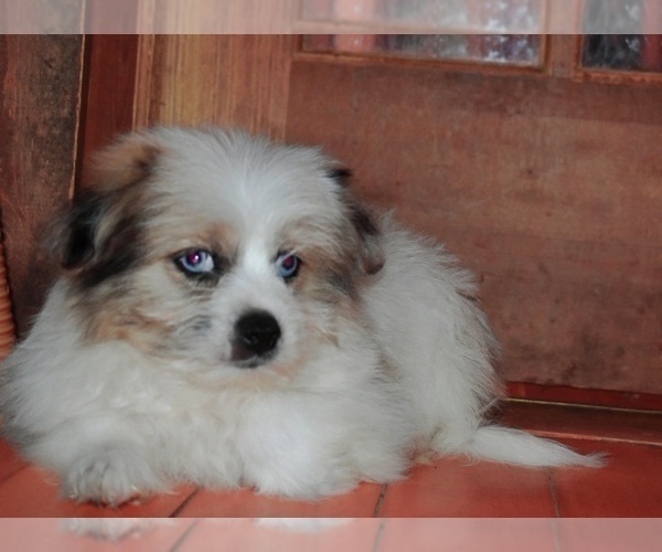 Medium Photo #37 Pom-Shi Puppy For Sale in DINWIDDIE, VA, USA