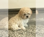 Small Photo #4 Zuchon Puppy For Sale in PEMBROKE, KY, USA