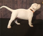 Small Photo #5 Dogo Argentino Puppy For Sale in MIAMI, FL, USA