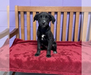Border Collie-Unknown Mix Dogs for adoption in Genesee, WI, USA
