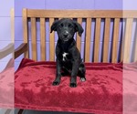 Small Border Collie Mix