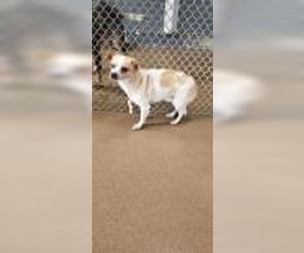 Medium Photo #1 Chihuahua-Unknown Mix Puppy For Sale in Staley, NC, USA