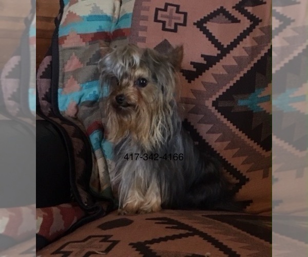 Medium Photo #1 Yorkshire Terrier Puppy For Sale in CASSVILLE, MO, USA