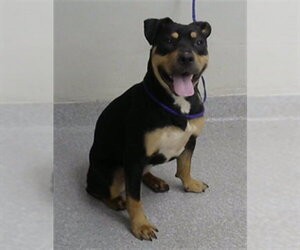 Rottweiler-Unknown Mix Dogs for adoption in Pasadena, TX, USA