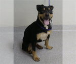 Small Rottweiler Mix