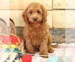 Small #5 Cavapoo