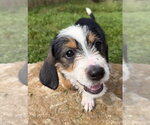 Small #1 Mutt
