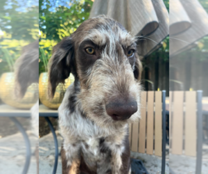 Labradoodle Puppy for sale in PEMBROKE, GA, USA