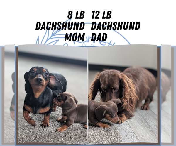Medium Photo #43 Dachshund Puppy For Sale in GOSHEN, IN, USA