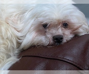 Shih Tzu Dog for Adoption in MAHWAH, New Jersey USA