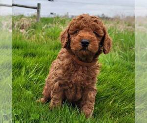 Goldendoodle (Miniature) Puppy for sale in MYERSTOWN, PA, USA