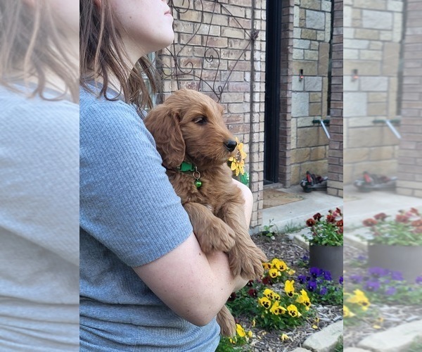 Medium Photo #6 Goldendoodle Puppy For Sale in AZLE, TX, USA