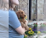 Small Photo #6 Goldendoodle Puppy For Sale in AZLE, TX, USA