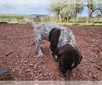 Small #2 German Shorthaired Pointer