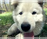 Small Photo #25 German Shepherd Dog Puppy For Sale in WASHINGTON, NJ, USA