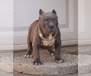 American Bully Puppy for sale in CHAMPAIGN, IL, USA