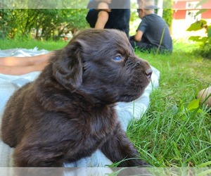 Newfoundland Puppy for sale in BROOKFIELD, MA, USA