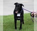 Small #3 Labrador Retriever Mix