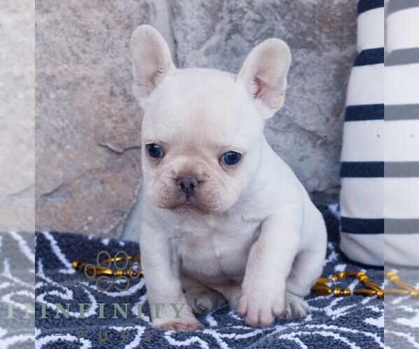 Medium Photo #2 French Bulldog Puppy For Sale in NARVON, PA, USA