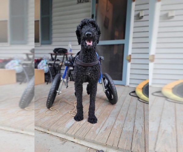 Medium Photo #2 Poodle (Standard)-Unknown Mix Puppy For Sale in Shermans Dale, PA, USA