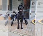 Small Photo #2 Poodle (Standard)-Unknown Mix Puppy For Sale in Shermans Dale, PA, USA