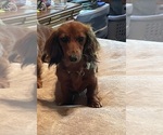 Small Photo #1 Dachshund Puppy For Sale in STATESVILLE, NC, USA