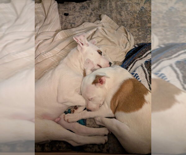 Medium Photo #6 Mutt Puppy For Sale in Sandy, UT, USA