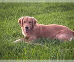 Small #2 Golden Retriever