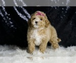 Small Photo #11 Maltipoo (Miniature) Puppy For Sale in WARSAW, IN, USA