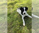 Small #1 Mutt
