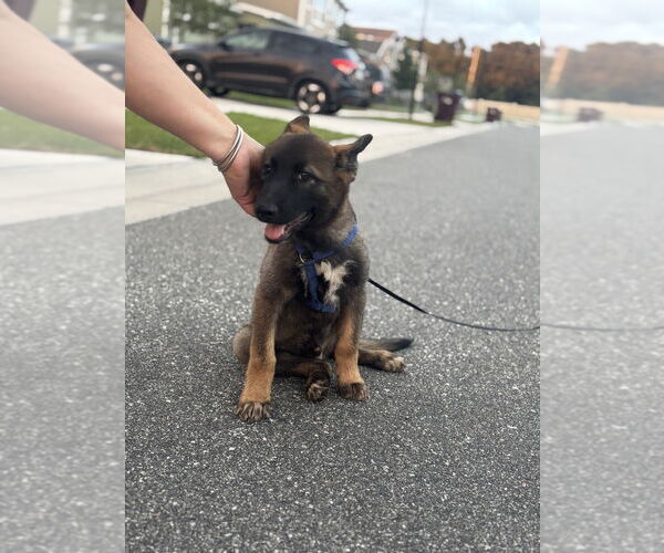 Medium Photo #4 Huskies -Unknown Mix Puppy For Sale in Imlay City, MI, USA