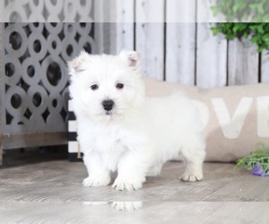 West Highland White Terrier Puppy for sale in MOUNT VERNON, OH, USA