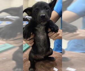 Mutt Dogs for adoption in Riverside, CA, USA