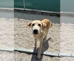 Small #1 Labrador Retriever Mix